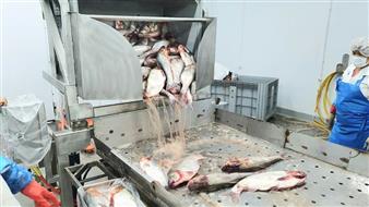 Производство и Экспорт рыбной продукции 
