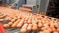 Реконструкция и модернизация птицефабрики