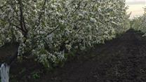 Продам Готовый бизнес - Молодой сад + производственная  База 29 Га