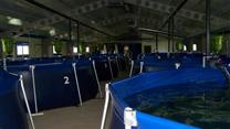 Ферма по выращиванию осетровых с целью получения пищевой икры