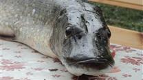 База отдыха на удивительно красивом полуострове в Нижегородской обл.