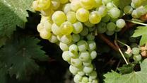 Продам винодельческий завод с виноградником