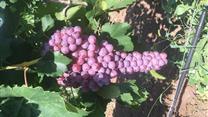 Продам винодельческий завод с виноградником