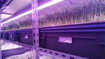 Инвестиции от 54% годовых в производство зелени на вертикальных фермах