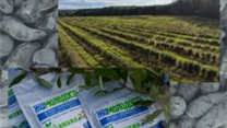Продам Ягодную ферму. Земля, сад под мехуборку, инфраструктура, база