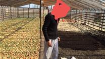 Выращивание овощей 