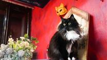 Музей Кота и Котокафе