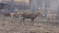 Охотохозяйство в Самарской области