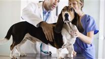 Известная ветеринарная клиника. 6 лет работы