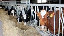 Продажа  прибыльного  Фермерского хозяйства в Ростовской обл.