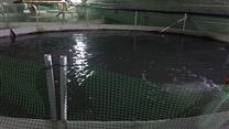 Продаю рыбную ферму
