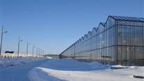 Комплекс теплиц