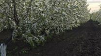 Продам Готовый бизнес - Косточковый сад + производственная База 29 Га