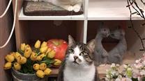 Музей Кота и Котокафе