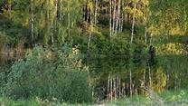 Продажа  44 Га земли с Вашим Озером в Сердце Природы! 