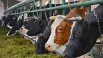 Сельскохозяйственное предприятие по производству молока с активами