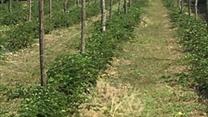 Продам Готовый бизнес - Молодой сад + производственная  База 29 Га