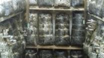 Производство грибов вешенок с долгосрочным контрактом