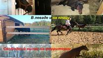 Продаётся имущественный комплекс КФХ на землях пастбищ 