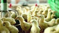 Действующий птицеводческий комплекс