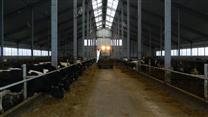 Продажа действующего совхоза. Молочная ферма.