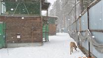 Уникальная на Урале Фазанья ферма