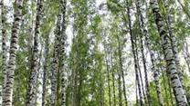 База отдыха в Нижегородской области