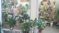 Продам цветочный бизнес
