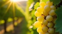 Действующий виноградник в Крыму