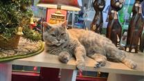 Музей Кота и Котокафе