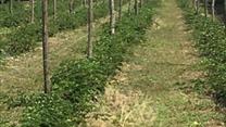 Продам Готовый бизнес - Косточковый сад + производственная База 29 Га