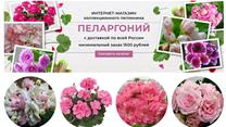 Интернет-магазин растений