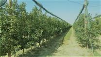 Сад 110Га на продажу, доход 60млн. руб/год