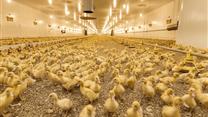 Высокодоходный проект по производству птицы