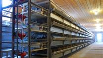 Перепелиная ферма в собственности и готовым рынком сбыта, 120 магазинов