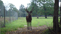 Сад благородных оленей !