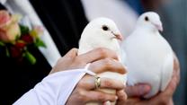 Готовый бизнес по продаже белых голубей на торжественных мероприятиях 