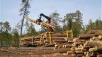 Деревоперерабатывающее производство