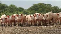 Продажа прибыльного сельхозпредприятия в Южном фо.