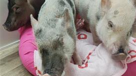 Сеть антикафе с мини пигами Piggy Place