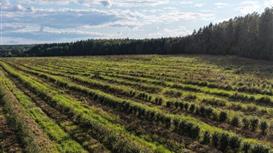 Продам Ягодную ферму. Земля, сад под мехуборку, инфраструктура, база