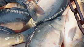 Продаём действующее прудовое рыбоводное хозяйство 