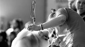 Сеть Груминг салонов