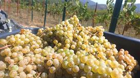 Винодельня с кафе и гост. домами в Крыму.