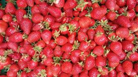 Продам Ягодную ферму. Земля, сад под мехуборку, инфраструктура, база