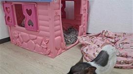 Сеть антикафе с мини пигами Piggy Place