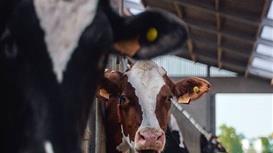 Действующее сельхоз предприятие с 250 дойным стадом и 4500 га пашни 