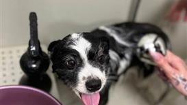 Сеть Груминг салонов