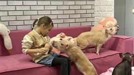 Сеть антикафе с мини пигами Piggy Place