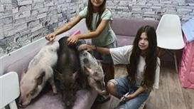 Сеть антикафе с мини пигами Piggy Place